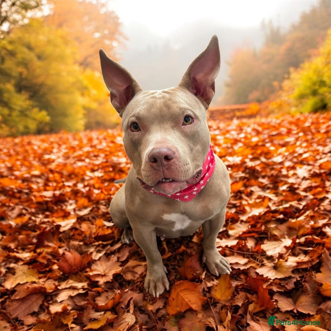 American Bully dogs for sale: Nova - Beautiful 1-Year-Old American Pocket Bully - Advert 1