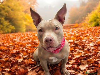 American Bully dogs Nova - Beautiful 1-Year-Old American Pocket Bully - Advert 1