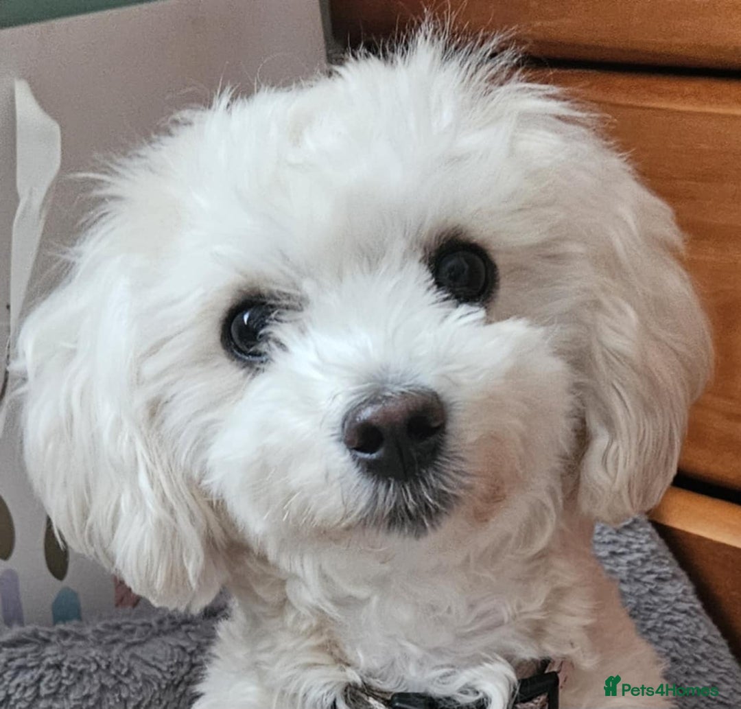 Maltipoo dogs for sale: Teddy Bear Maltipoo puppies - Advert 3