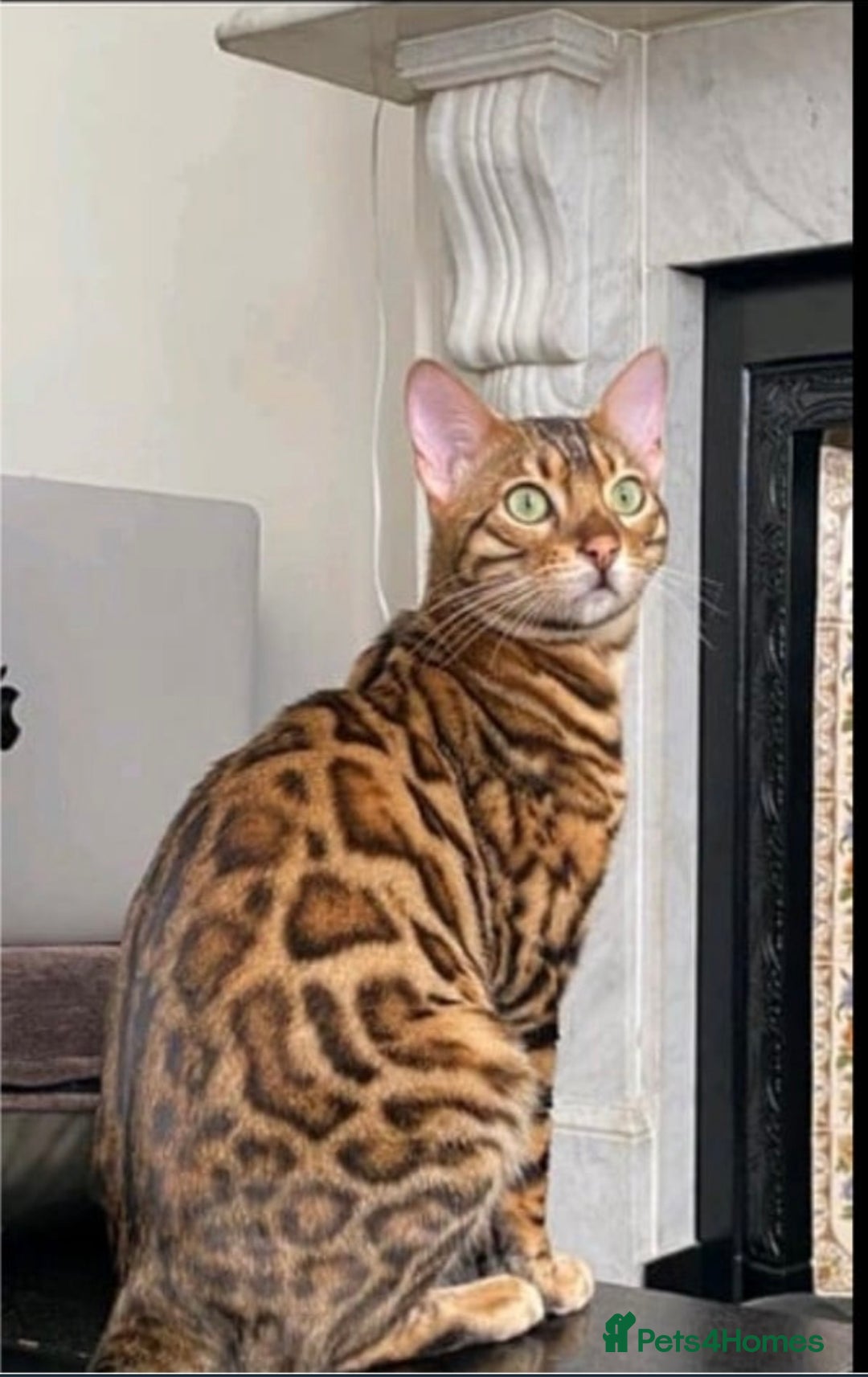 Bengal cats for sale: Top quality pure Marble Bengal kitten available  in Watford - Image 6
