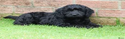 Cockapoo dogs for sale: F1 COCKAPOO PUPPIES FOR SALE - Advert 20