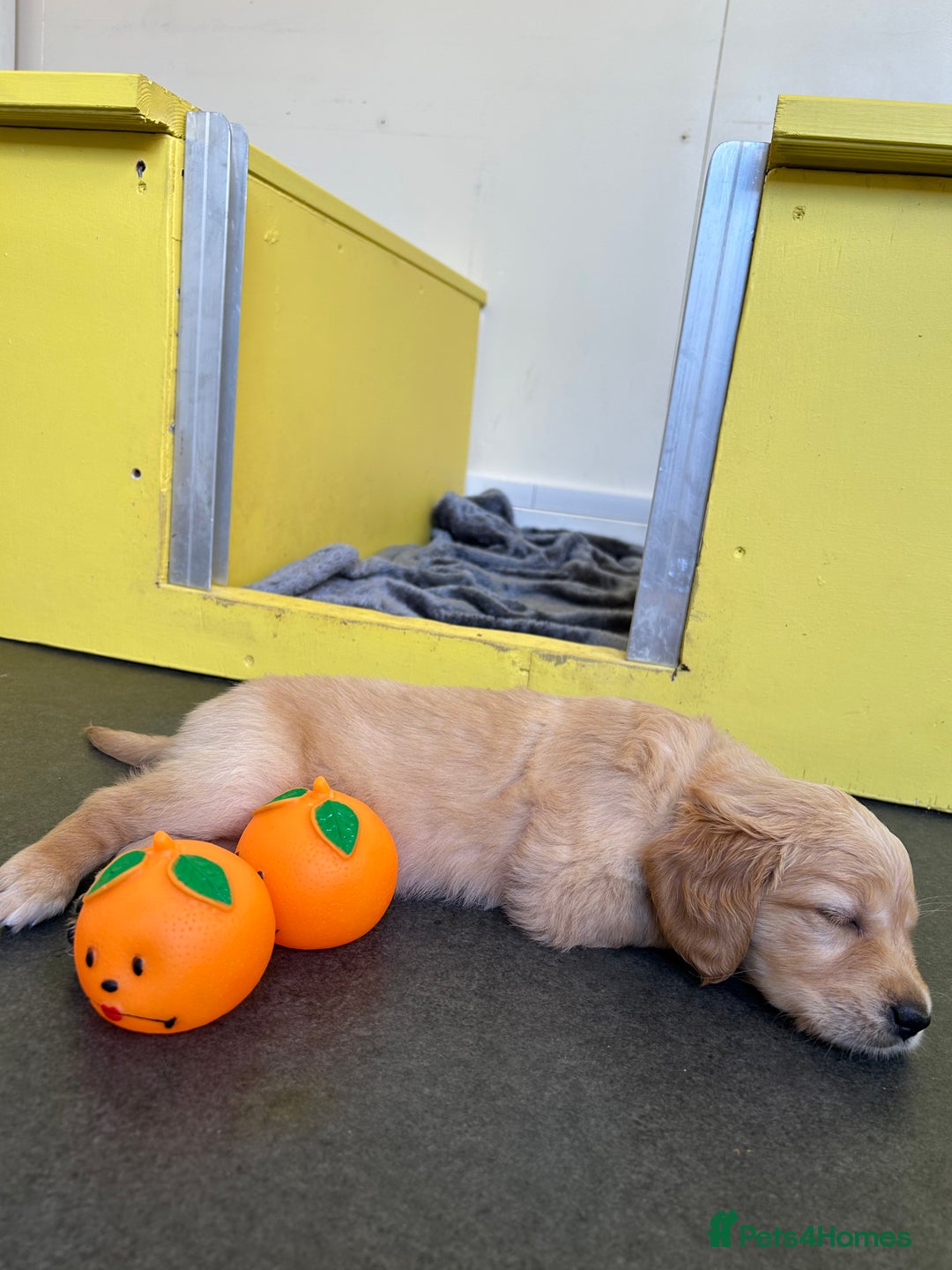 Golden Retriever dogs for sale: Golden retriever puppies for sale  - Image 10