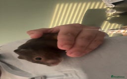 Hamster rodents for sale: Hamster and setup rehome - Image 6