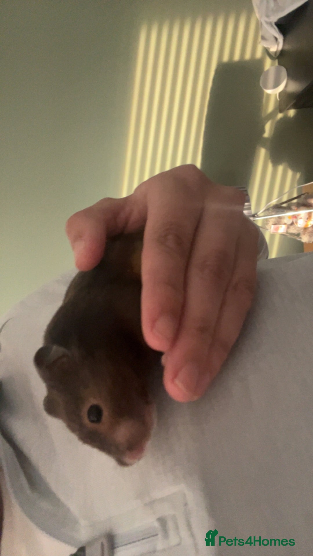 Hamster rodents for sale: Hamster and setup rehome - Image 6