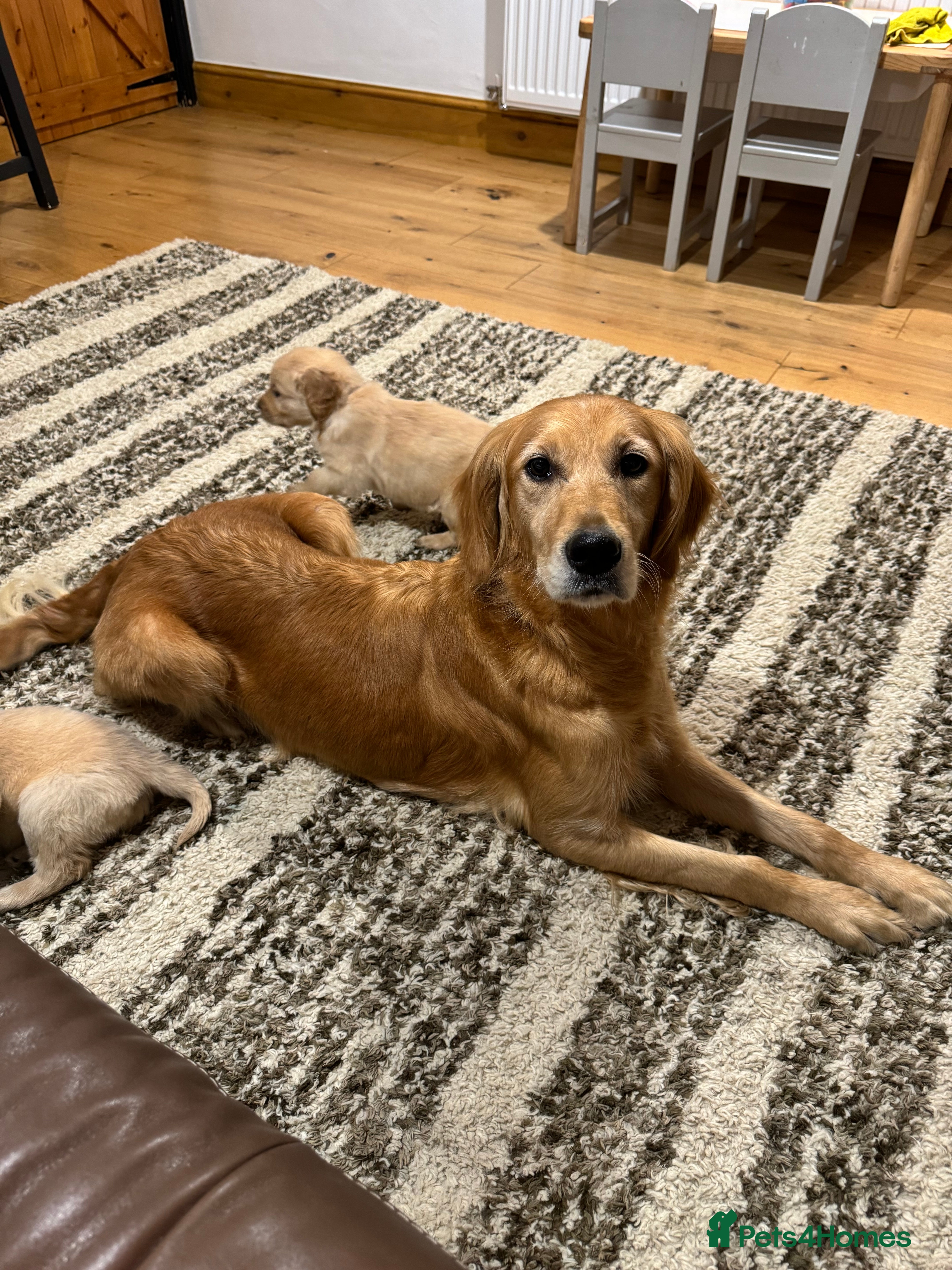 Ella 