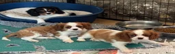 Cavalier King Charles Spaniel dogs for sale: Pedigree Cavalier King Charles Spaniel Puppies - Advert 10