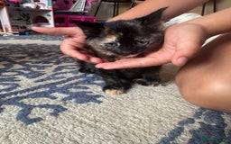Mixed Breed cats for sale: Beautiful kittens  - Image 6
