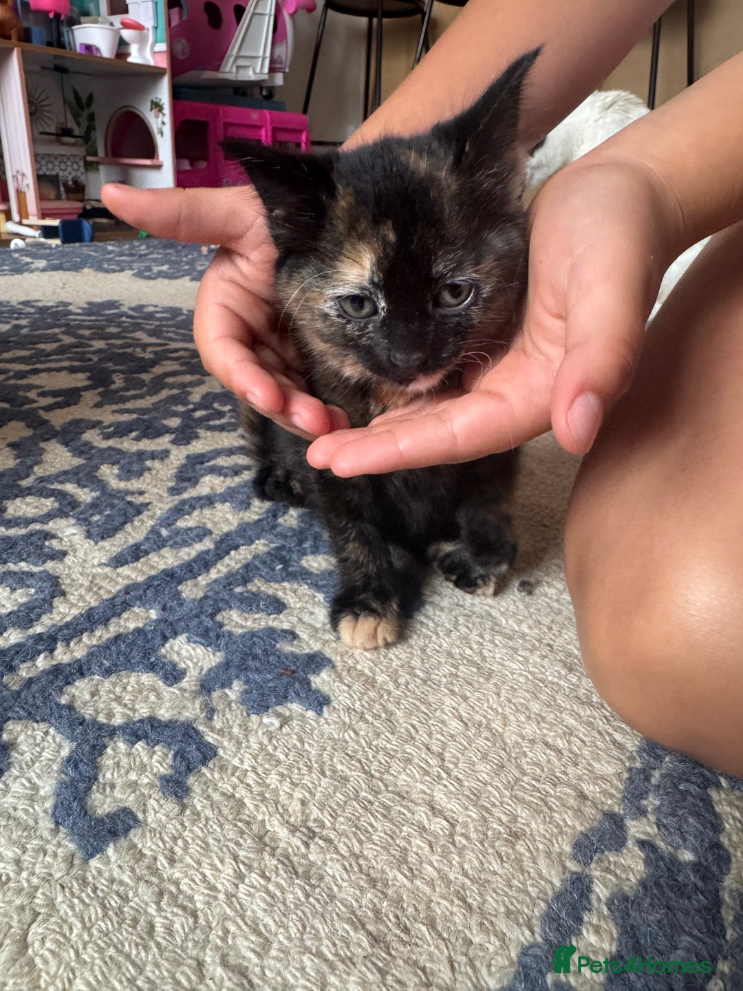 Mixed Breed cats for sale: Beautiful kittens  - Image 6