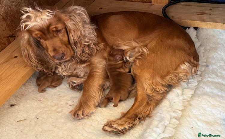 Cocker Spaniel dogs - Advert 16