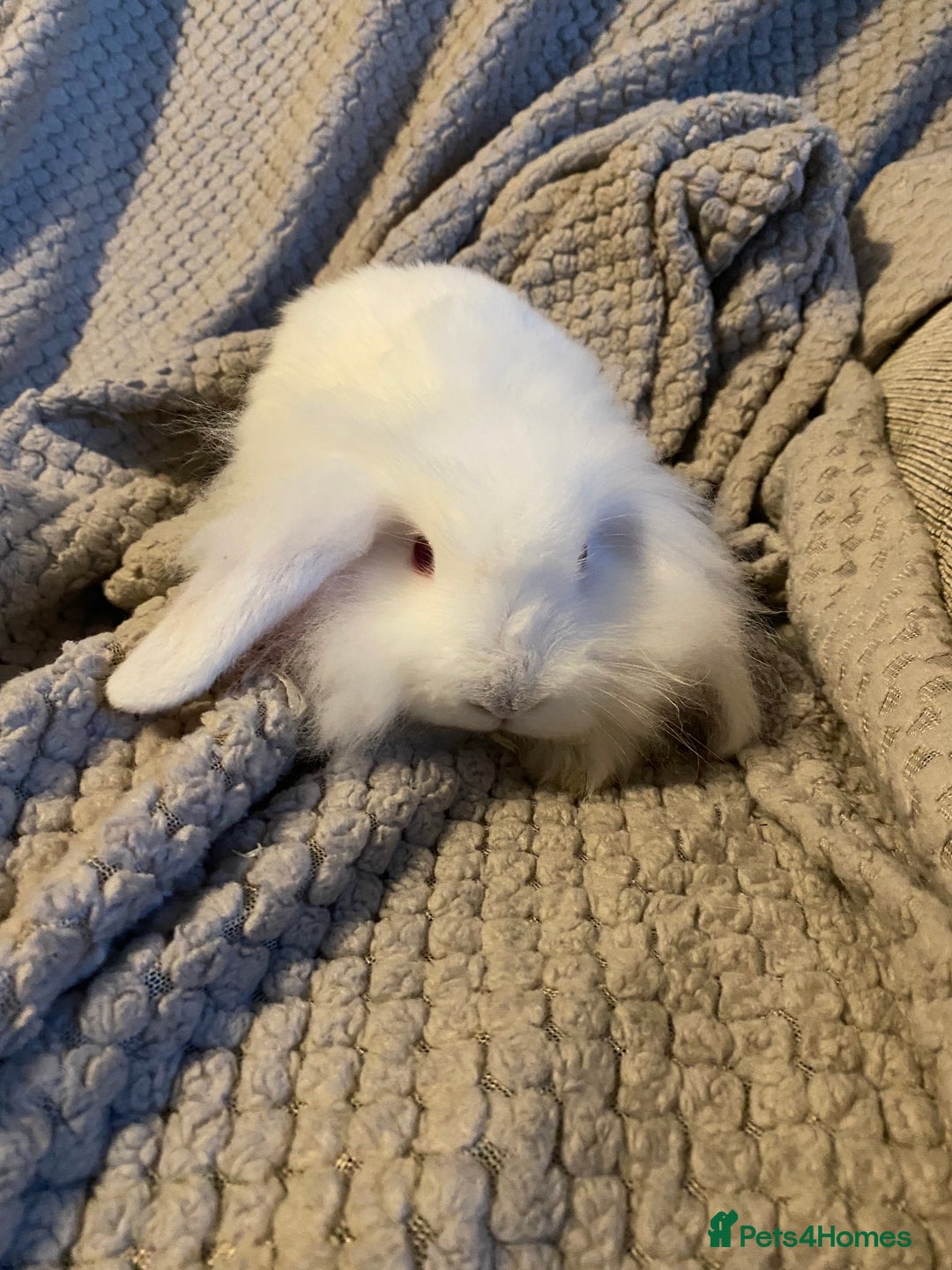 Mini Lion Lop rabbits for sale: Male rabbits ready now  - Advert 12