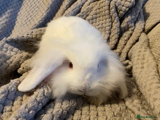 Mini Lion Lop rabbits Baby rabbits ready now - Advert 21