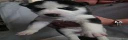 Siberian Husky dogs for sale: 9 siberian husky puppies in Manchester - Advert 5