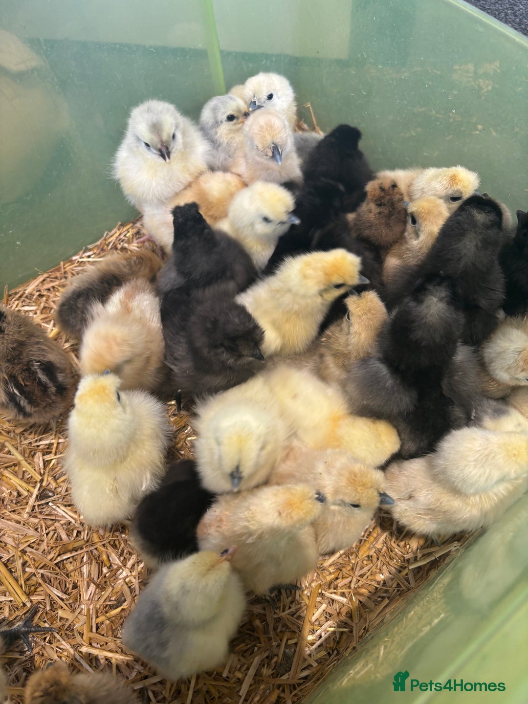 Chickens poultry for sale: Purebreed chicks available - Image 2