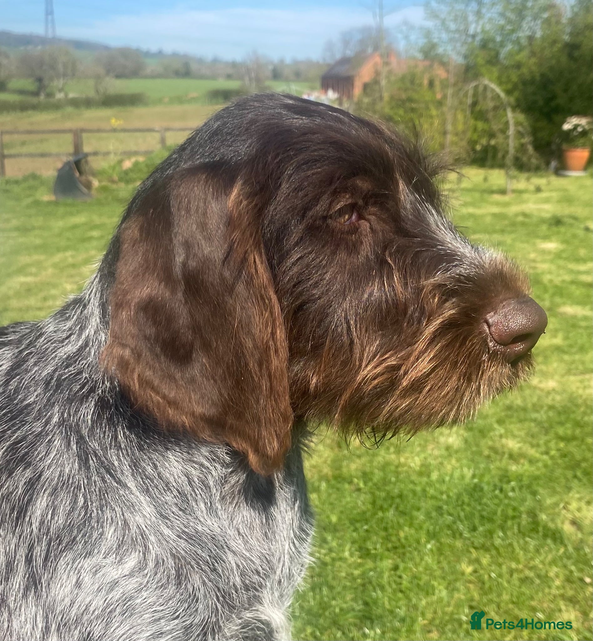 German Wirehaired Pointer dogs GWP STUNNING MALE PUPPY - Advert 1