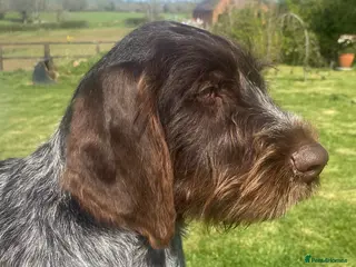 German Wirehaired Pointer dogs for sale: GWP STUNNING MALE PUPPY - Advert 3
