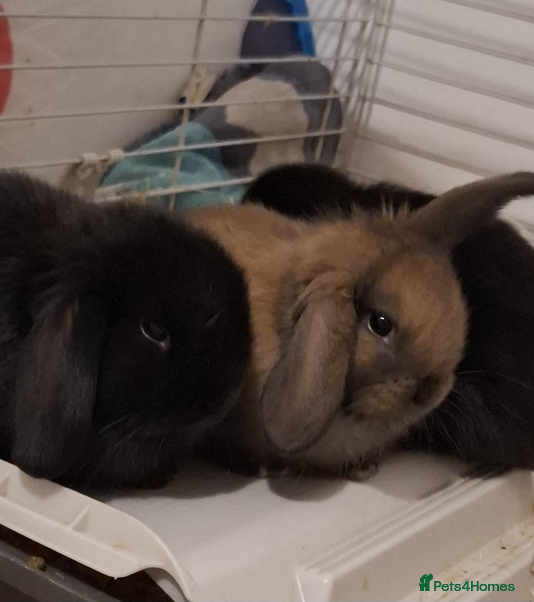 Mini Lop rabbits for sale: Mini Lops - Advert 8