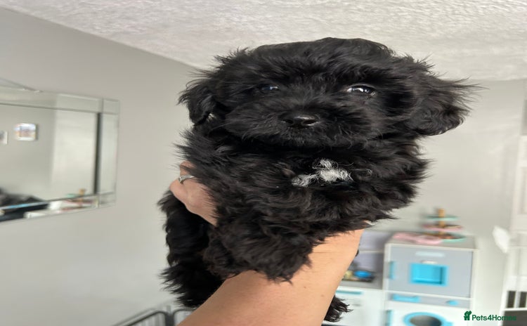 Maltipoo dogs - Advert 1