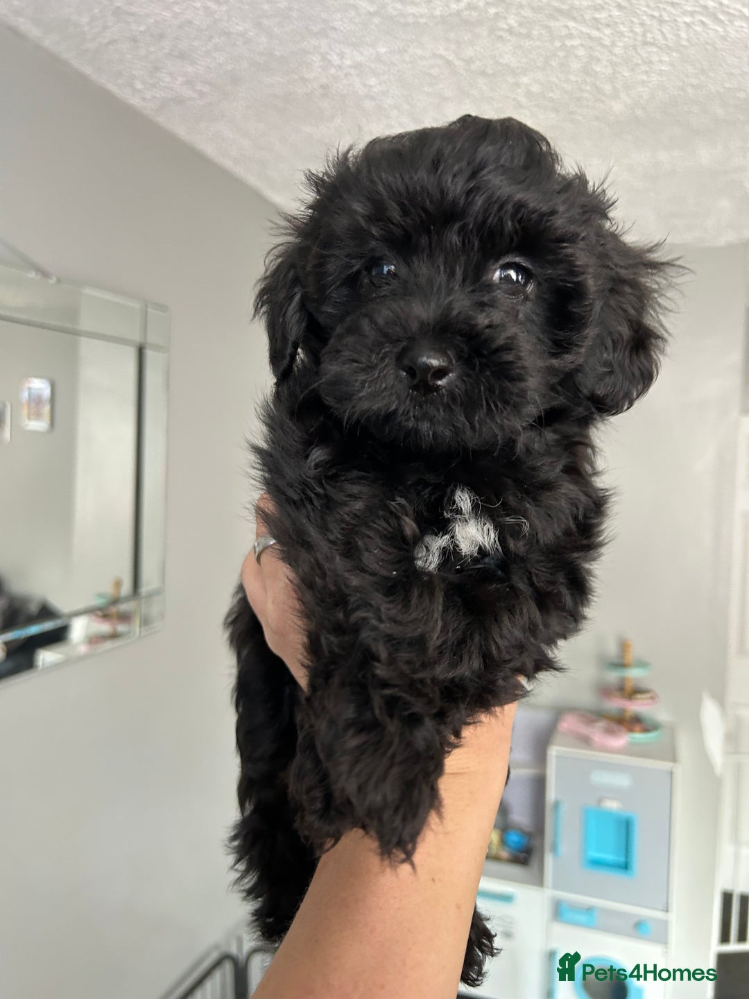 Maltipoo dogs for sale: F1 maltipoos  - Image 1