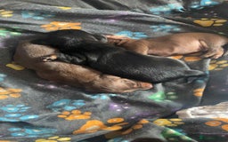 Dachshund dogs for sale: Miniature dachshunds  - Image 8