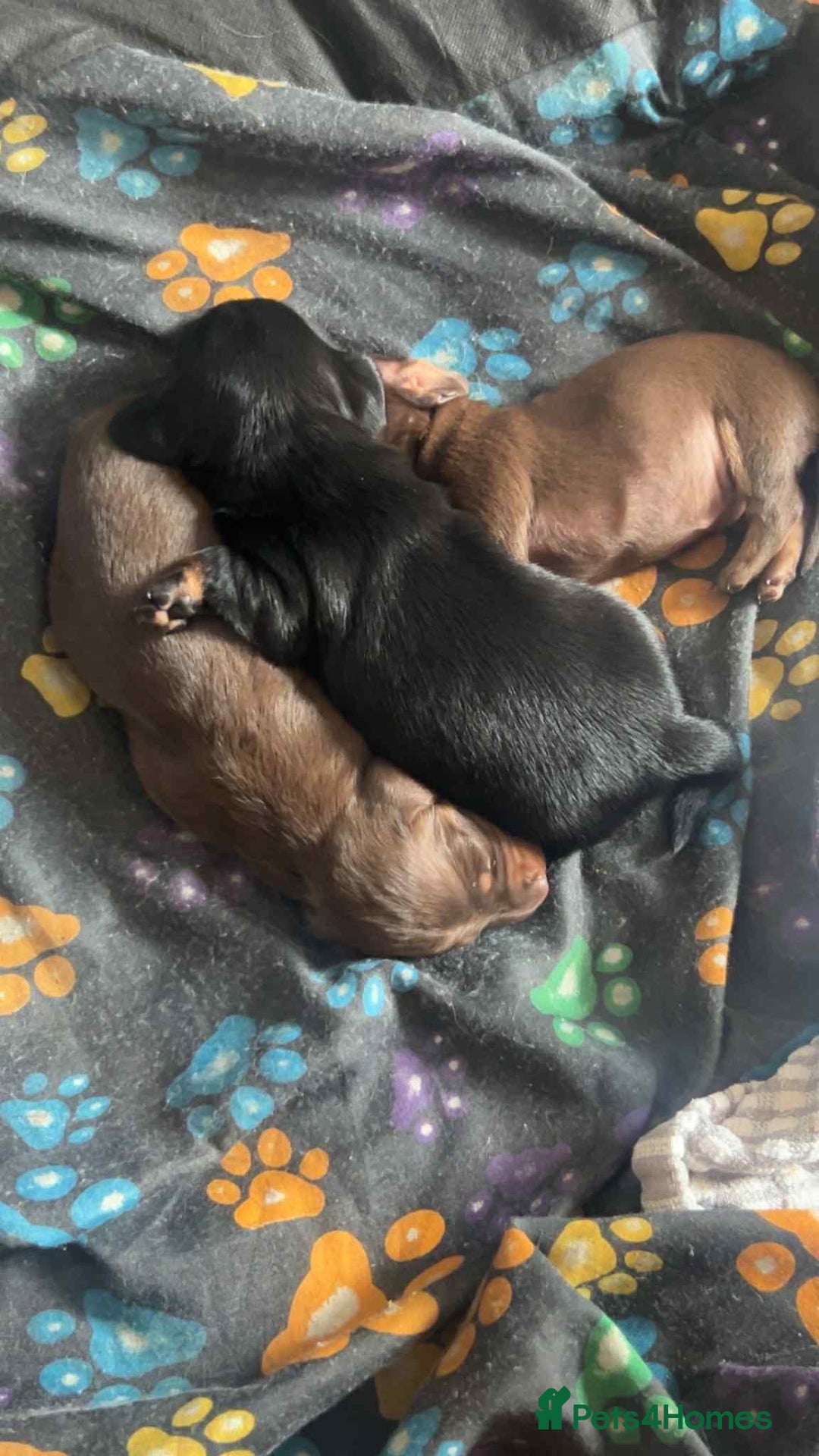Dachshund dogs for sale: Miniature dachshunds  - Image 8