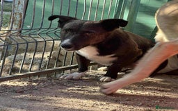 Mixed Breed dogs for adoption: Ronnie 3year old Romanian rescue  - Image 1