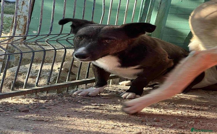 Mixed Breed dogs - Advert 8