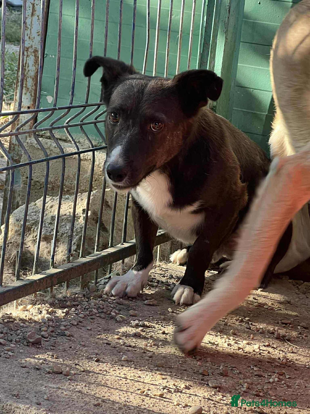 Mixed Breed dogs for adoption: Ronnie 3year old Romanian rescue  - Image 1