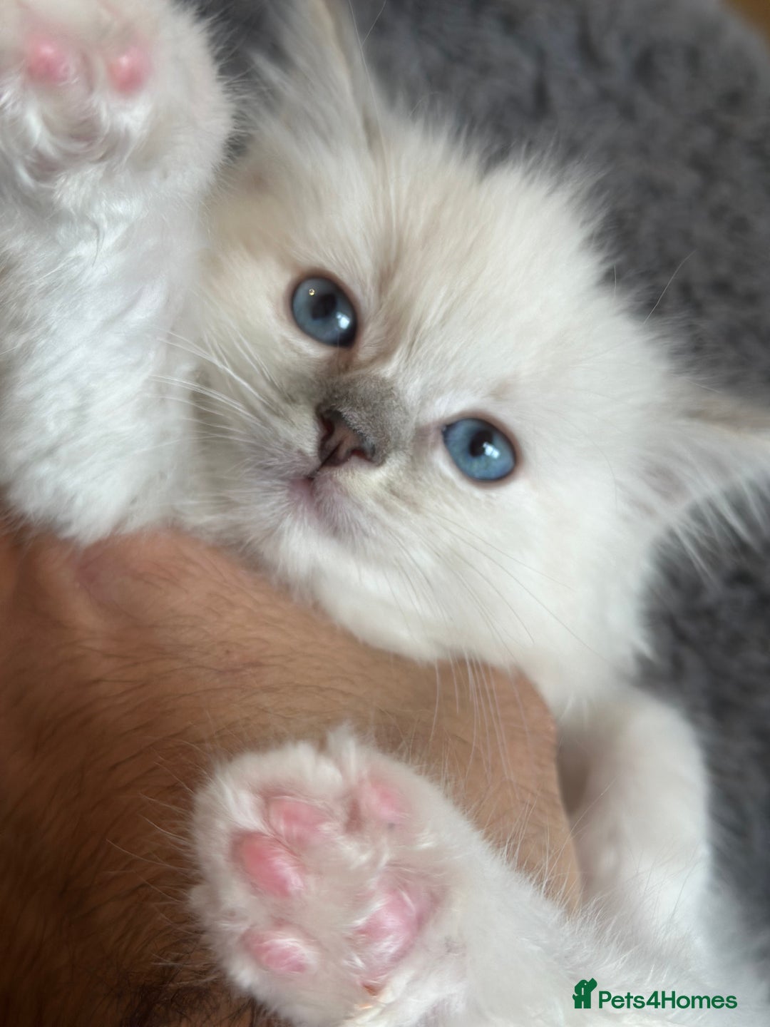 Ragdoll cats for sale: Gorgeous Balls Of Fluff 🥰😻🤗 - Image 14