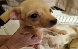 Chihuahua dogs for sale: 4 beautiful chihuahua pups  - Image 1