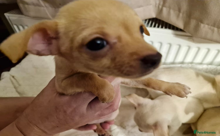 Chihuahua dogs - Advert 4