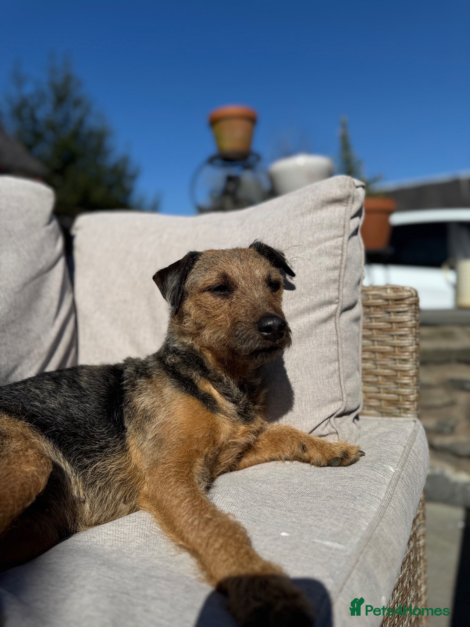 Patterjack dogs One bast patterjack boy looking for loving home  - Advert 17