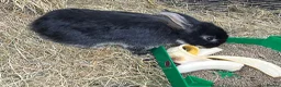 French Lop rabbits for sale: Giant French Lops in Haverfordwest - Advert 5
