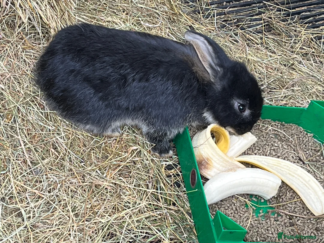 French Lop rabbits for sale: Giant French Lops in Haverfordwest - Advert 5