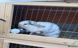 Mini Lop rabbits for sale: VACCINATED 2 Bucks Mini lops 🩵 - Image 8