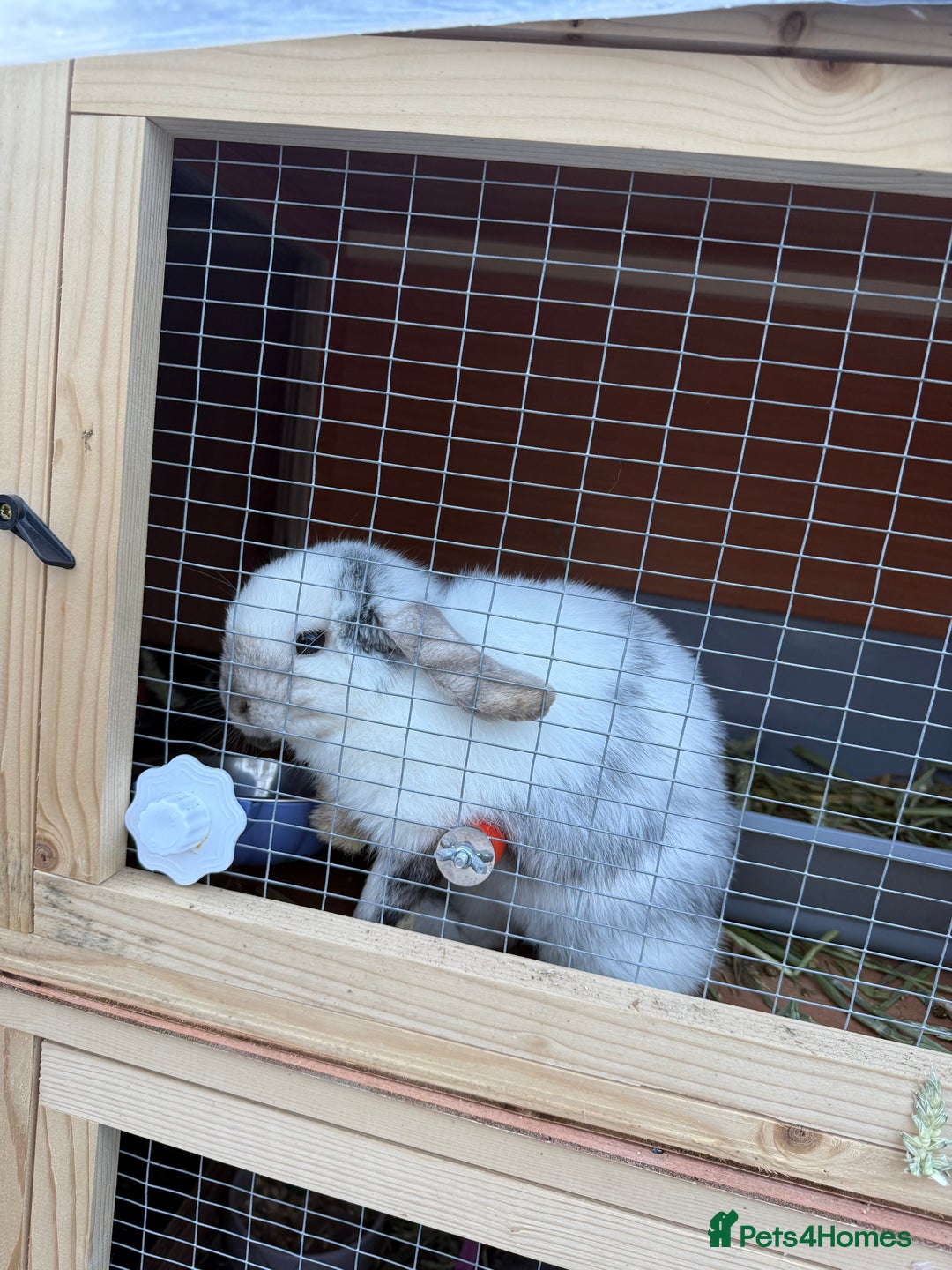 Mini Lop rabbits for sale: VACCINATED 2 Bucks Mini lops 🩵 - Image 8