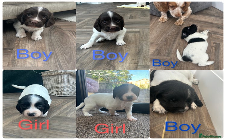 English Springer Spaniel dogs - Advert 2