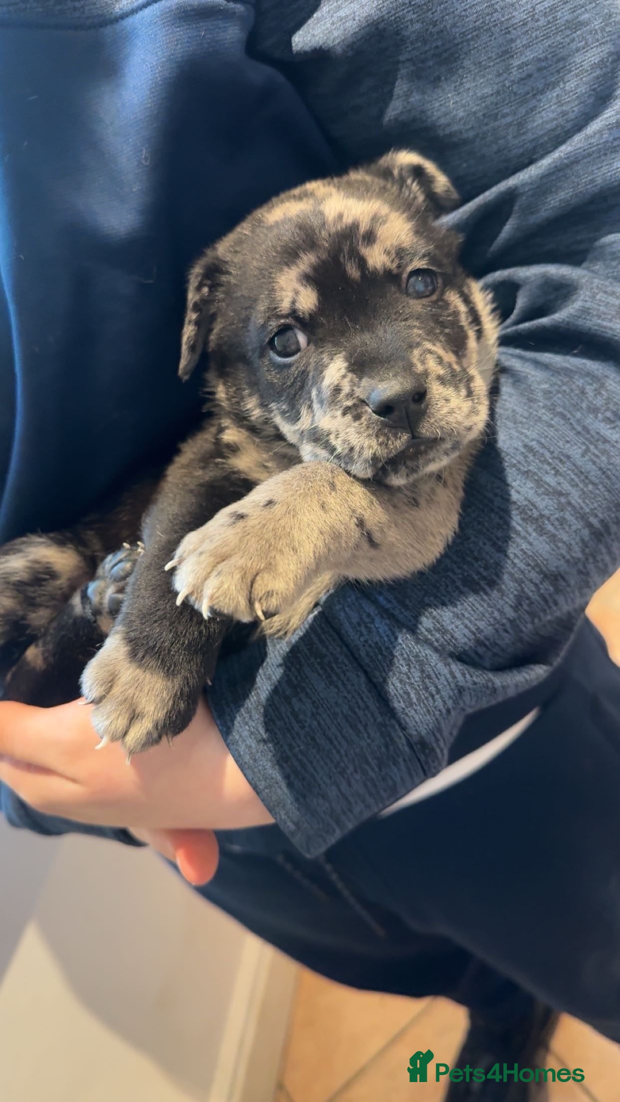 Mixed Breed dogs American bulldog / chowchow  - Advert 14