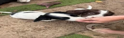 English Springer Spaniel dogs for sale: Engilish springer spaniel puppies  - Advert 21