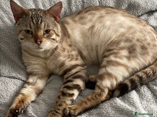Bengal cats Mature male snow Bengal for sale - Advert 1