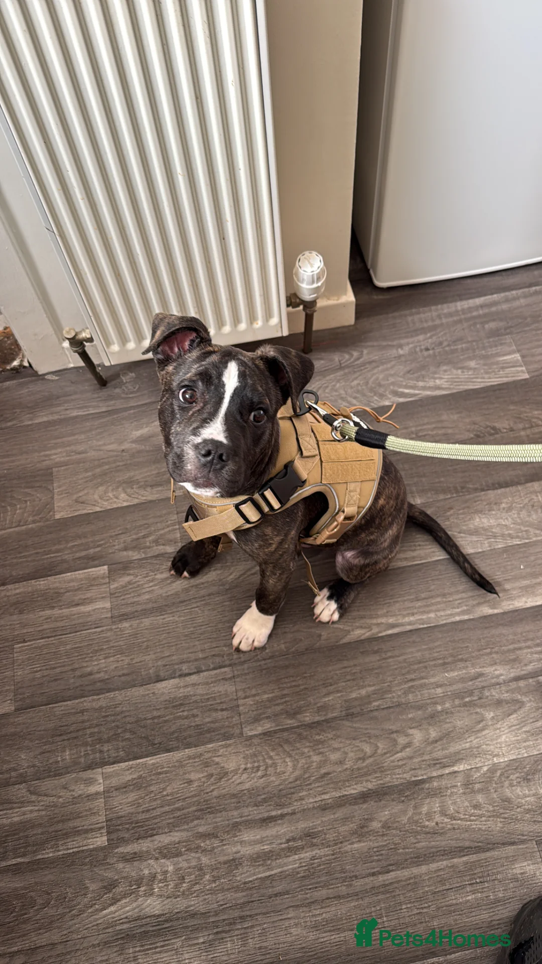 Staffordshire Bull Terrier dogs for sale: Staffy pup  in Aberdeen - Advert 7