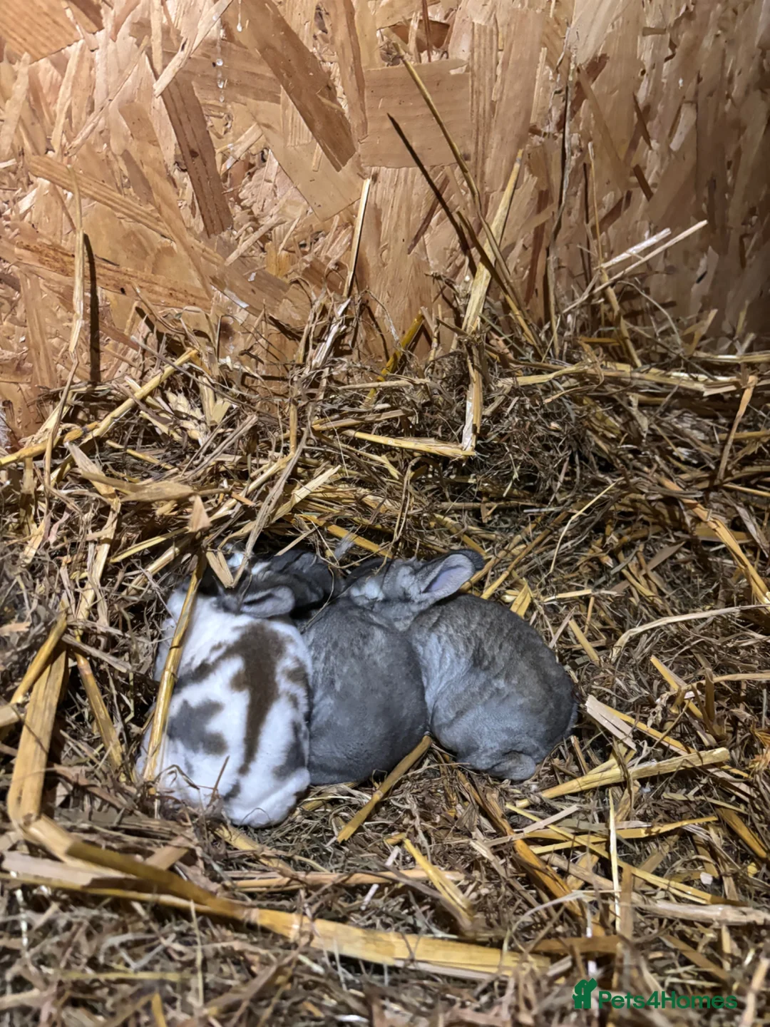 Rex rabbits for sale: Rex babys - Advert 2