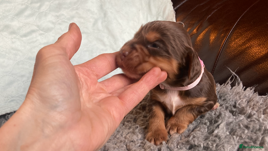 Cocker Spaniel dogs for sale:  Outstanding KC reg. DNA health tested cockers - Advert 11
