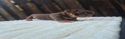 English Bulldog dogs for sale: READY TO LEAVE! KC ENGLISH BULLDOG PUPS  - Advert 17