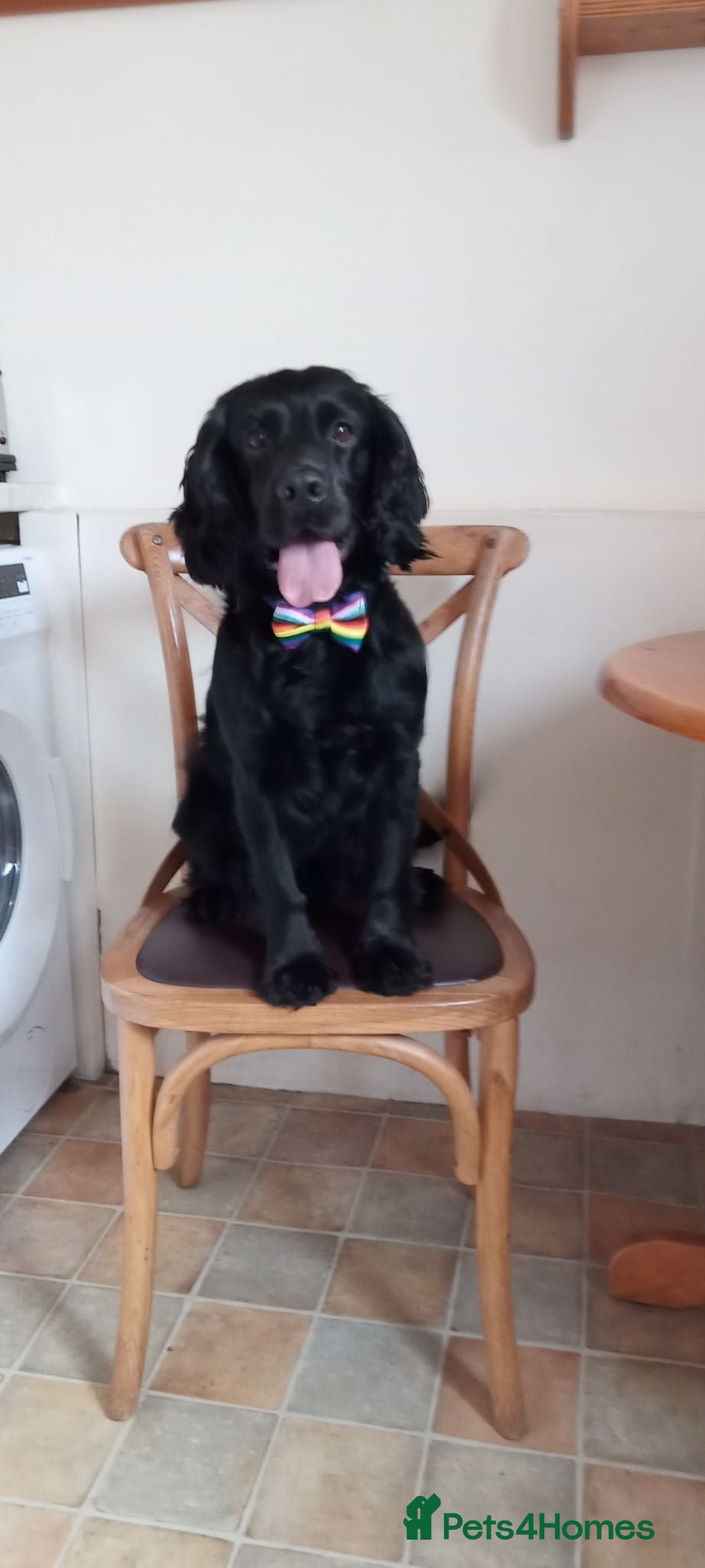 Cocker Spaniel dogs Beano - Advert 1