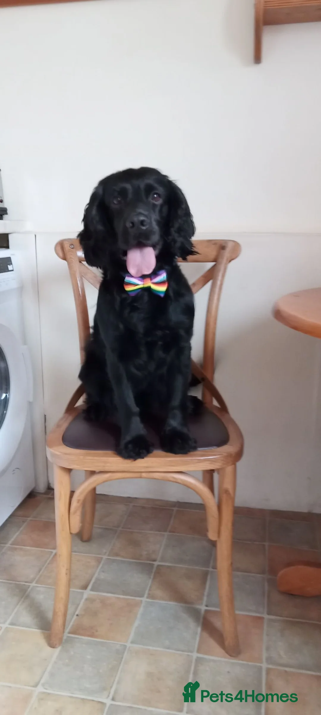 Cocker Spaniel dogs for stud: Beano in Tranent - Advert 1