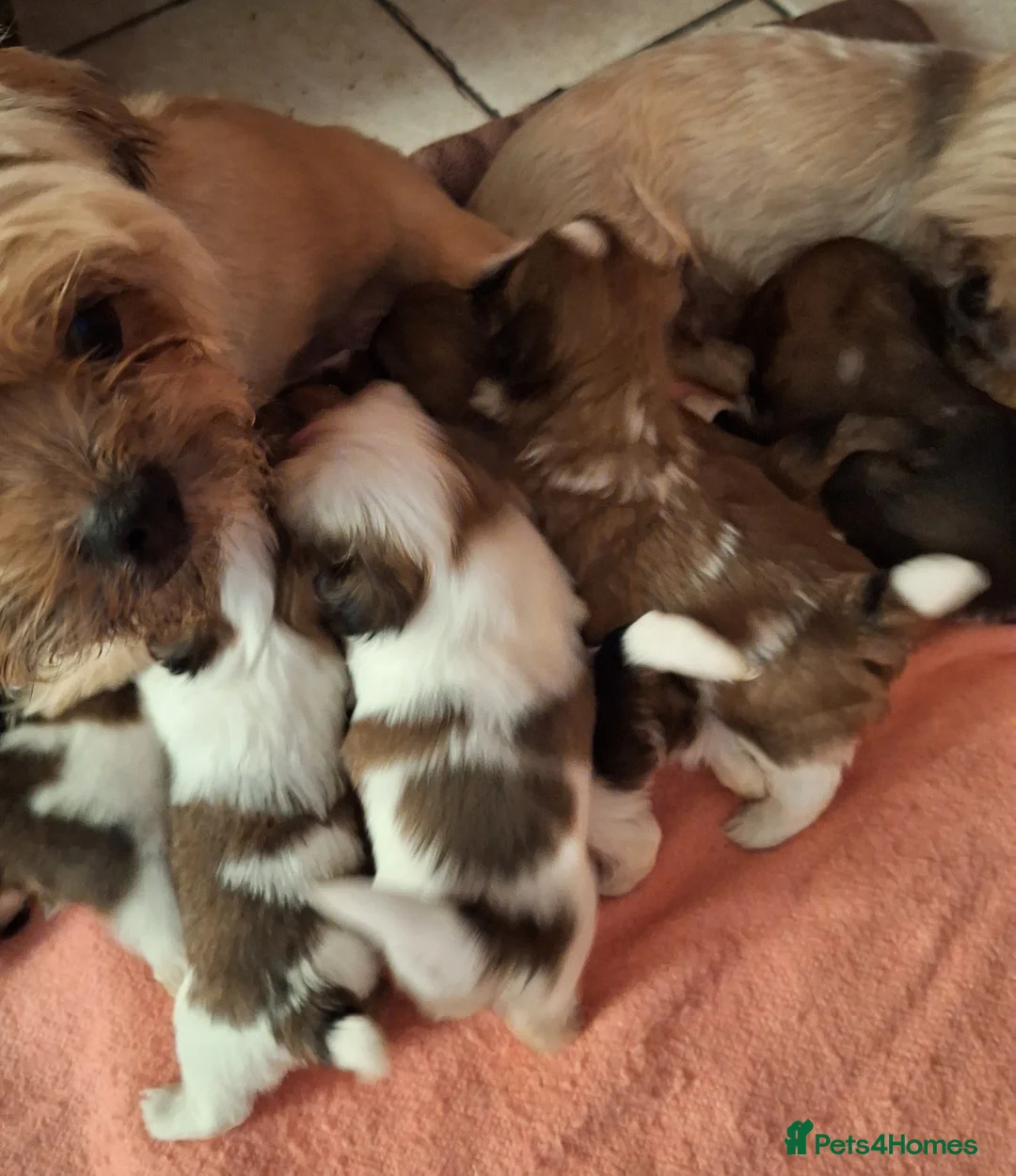 Mixed Breed dogs for sale: Shih-Tzu X Puppies - Advert 6