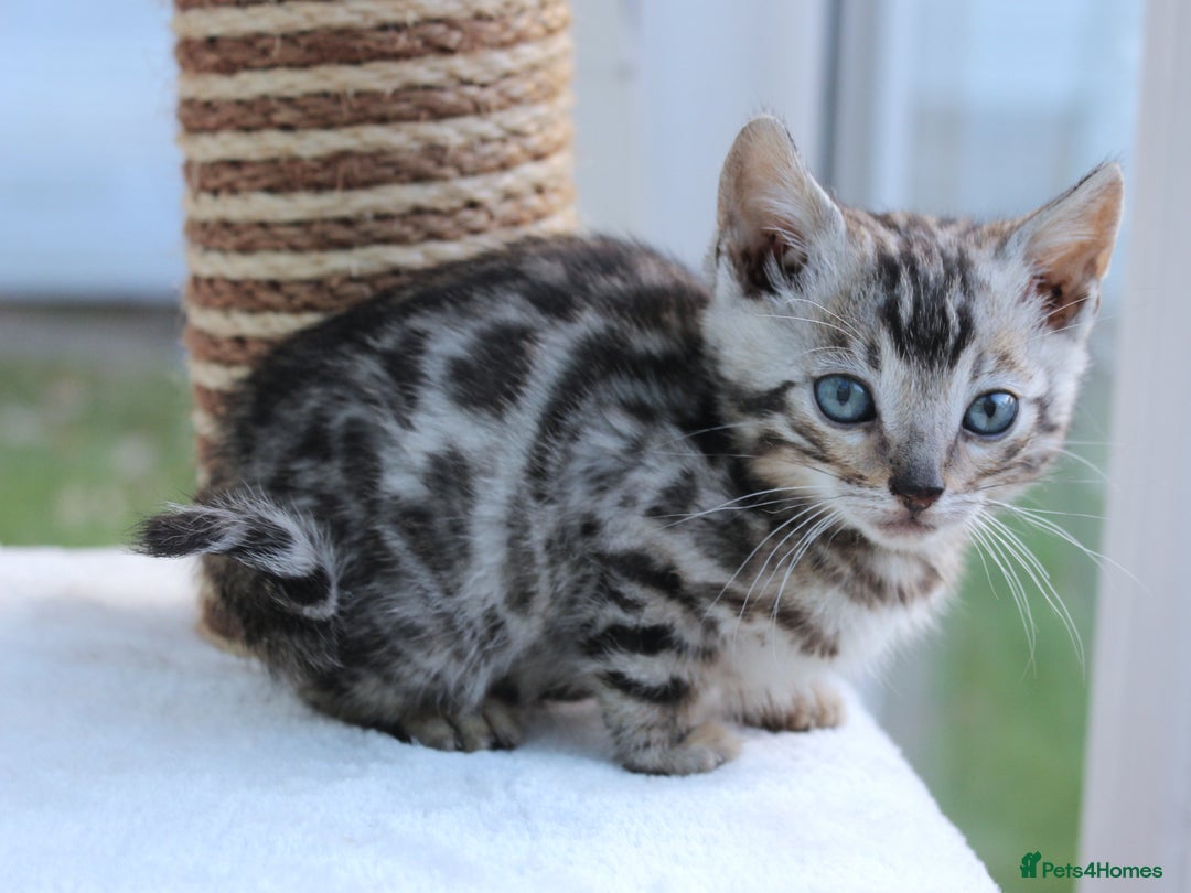 Bengal cats for sale: CUTE BENGAL KITTENS AVAILABLE - Image 18