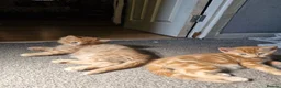 Mixed Breed cats for sale: Playful Cute ginger kittens ready for new homes - Advert 13
