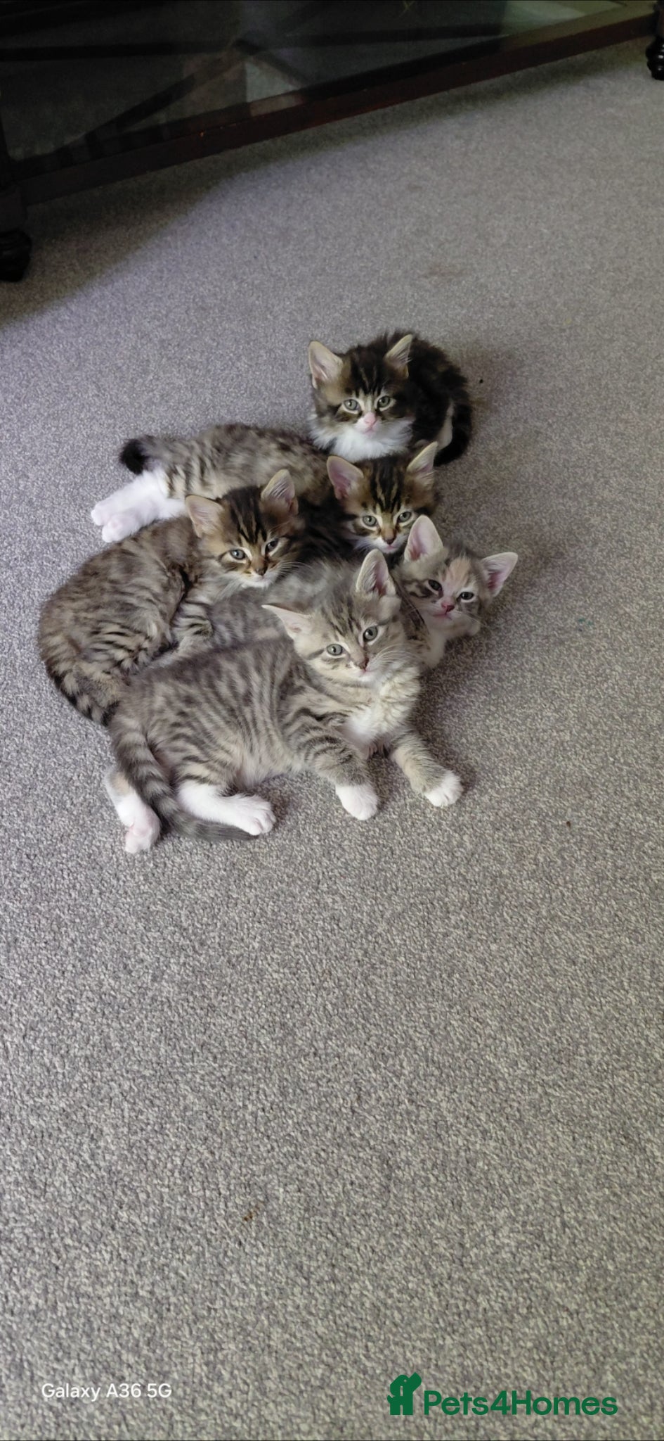 Siberian cats Lovely fluffy Kittens looking for new homes!  - Advert 1