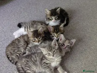 Siberian cats Adorable and playful boy / bengal calico mix breed - Advert 1